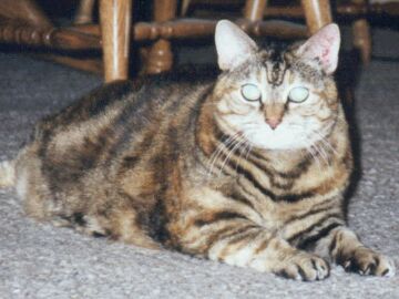 cat.jpg (20711 bytes)
